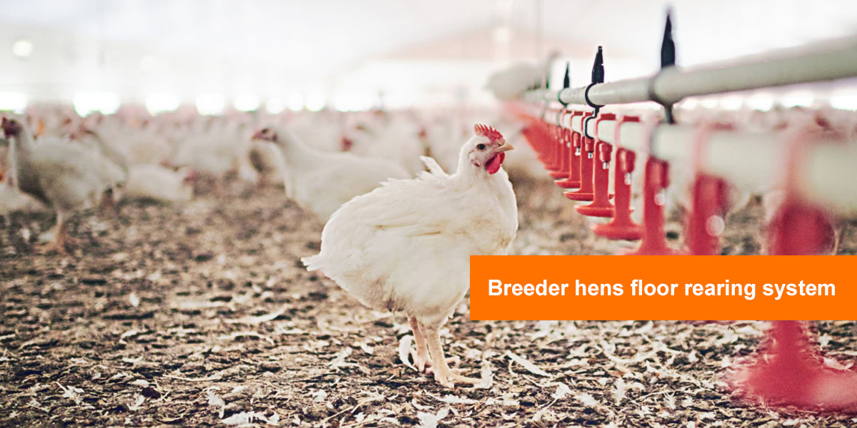 Breeder hens floor rearing system